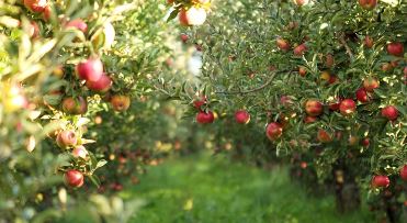 Apples 